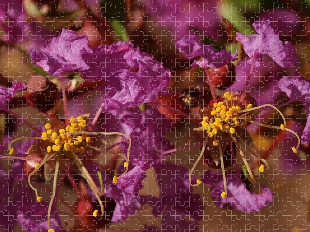 Crap Myrtle Jigsaw Puzzle featuring the photograph Close-up of Crap Myrtle Flowers by Mingming Jiang