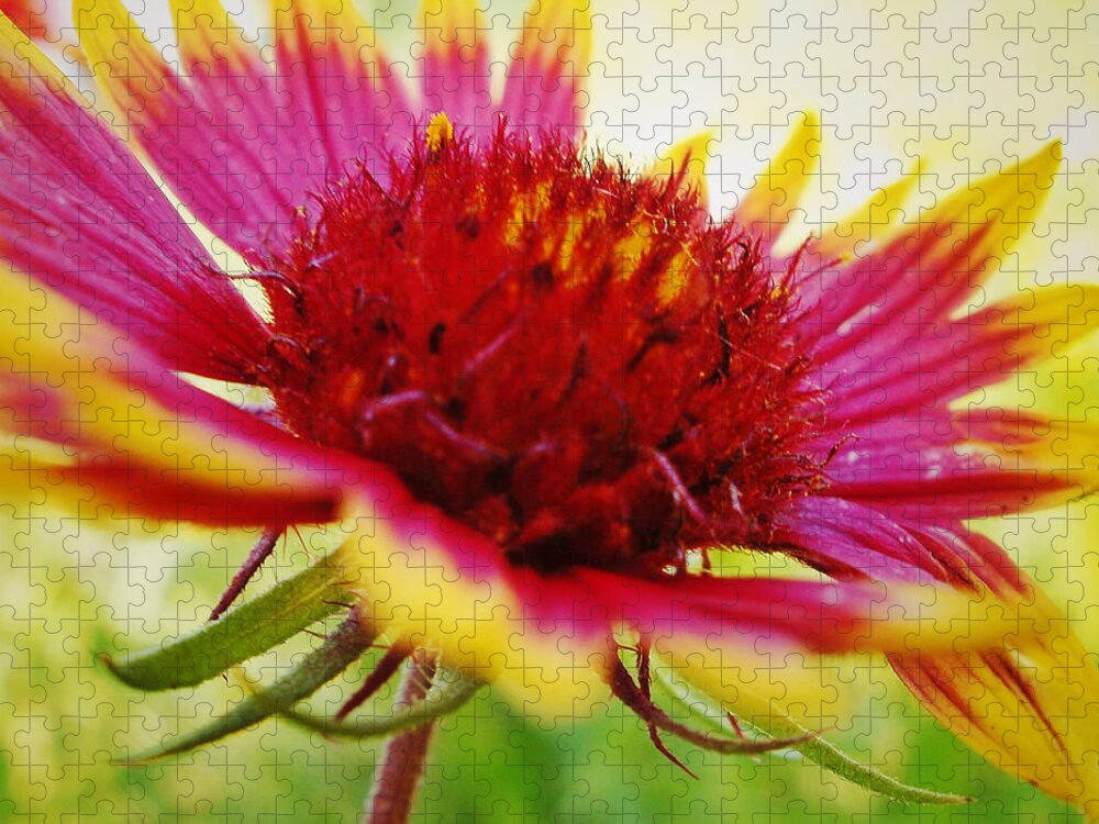 Wildflower Jigsaw Puzzle featuring the photograph Close Up of Indian Blanket Flower by Gaby Ethington
