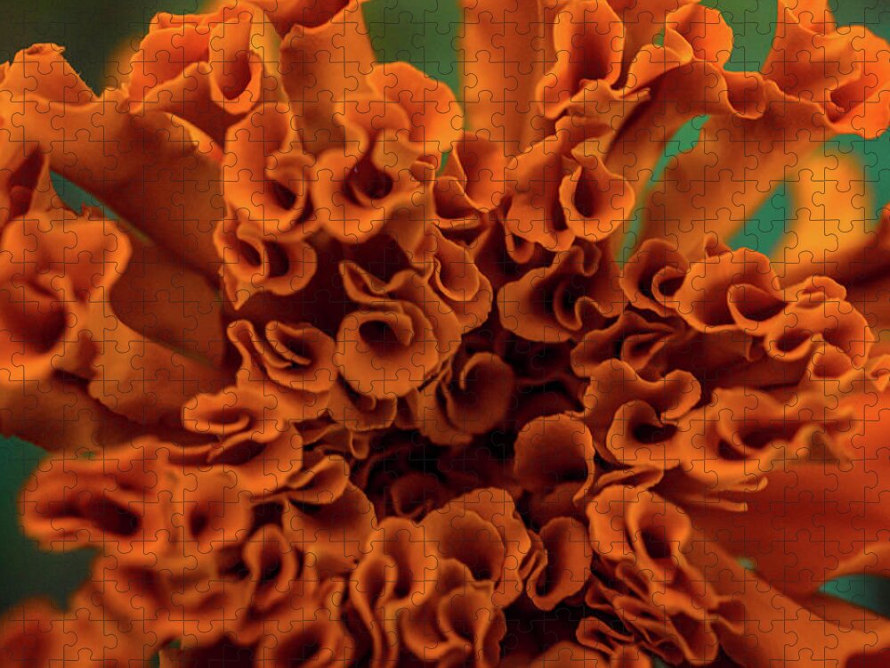 Close Up Orange Flower Jigsaw Puzzle featuring the photograph Close up orange flower by Lilia S