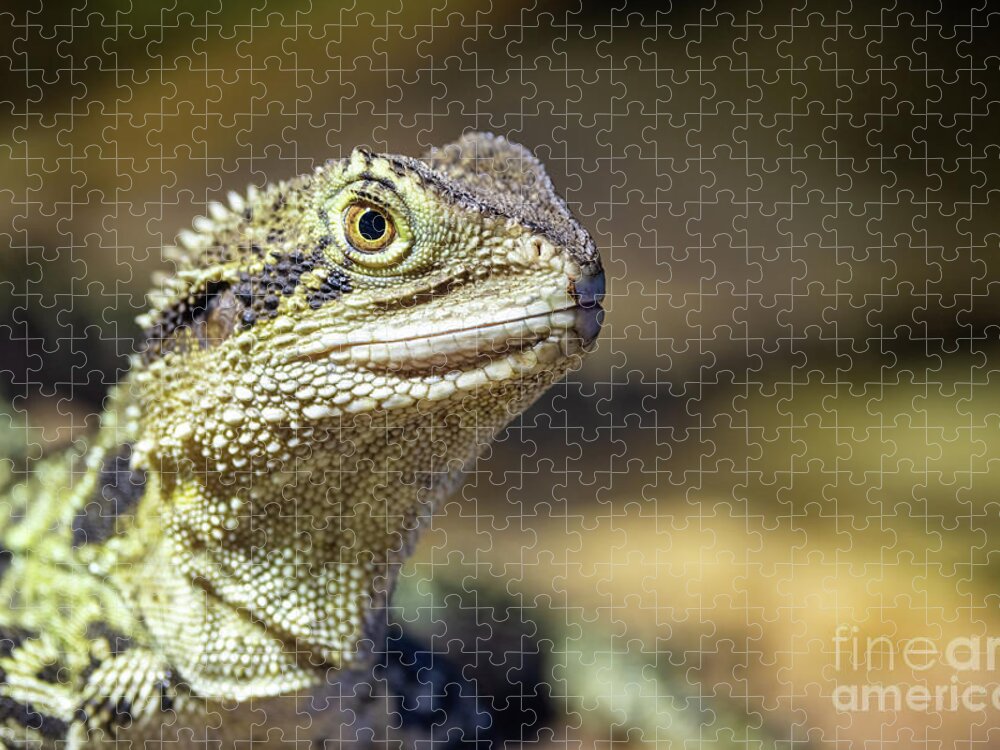 Eastern Water Dragon Jigsaw Puzzle featuring the photograph Close up portrait of an Eastern Water Dragon, Intellagama lesueurii, an arboreal agamid found near rivers and creeks. Sydney, Australia. by Jane Rix