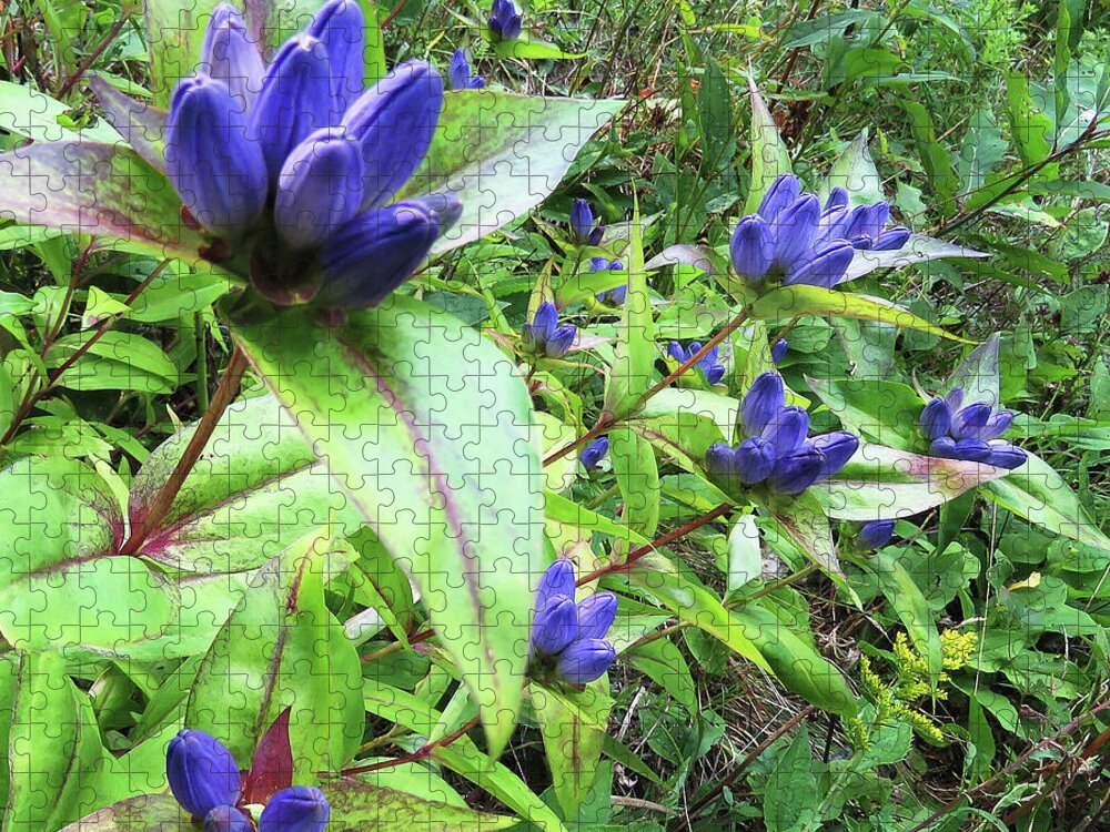 Gentian Jigsaw Puzzle featuring the photograph Closed Bottle Gentian 1 by Amy E Fraser
