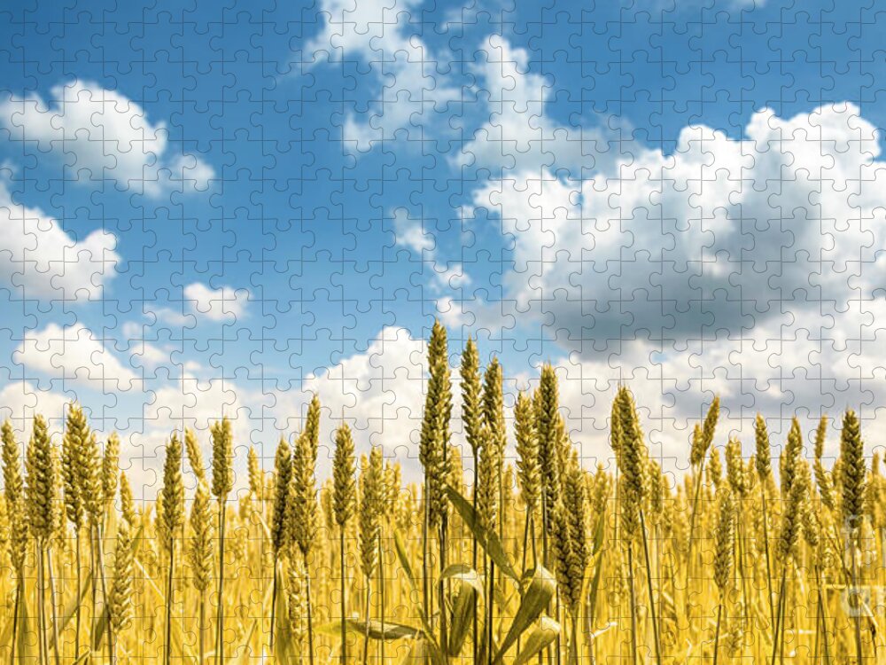 Wheat Jigsaw Puzzle featuring the photograph Closeup of golden wheat ears in field in summer season by Jelena Jovanovic
