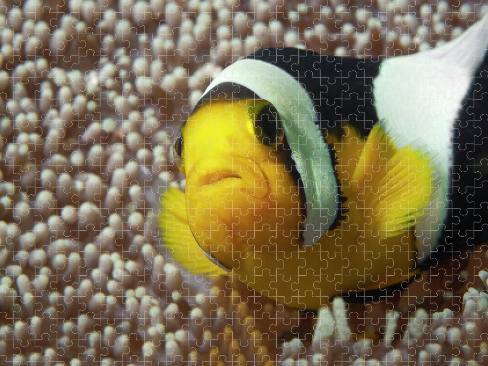 Clown Anemonefish Jigsaw Puzzle featuring the photograph Close-Up of Nemo fish - by Ute Niemann