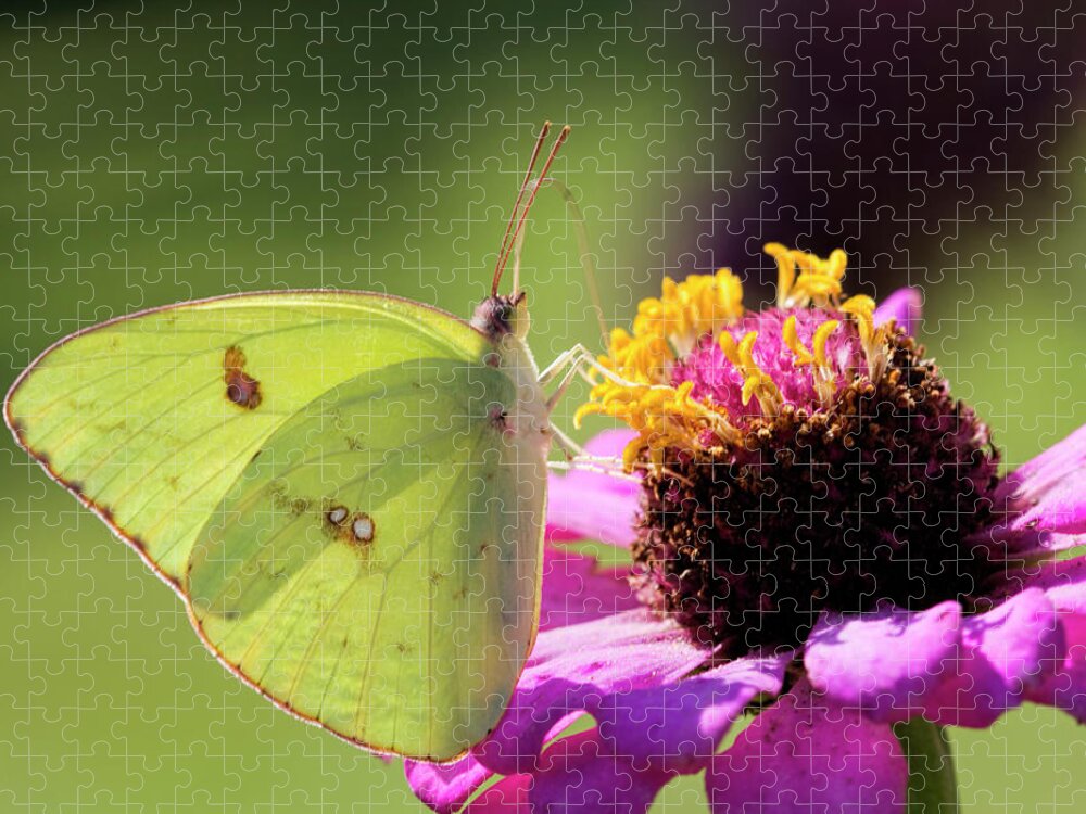 Cloudless Sulfur Jigsaw Puzzle featuring the photograph Cloudless Sulfur Butterfly on Zinnia by Kathy Clark