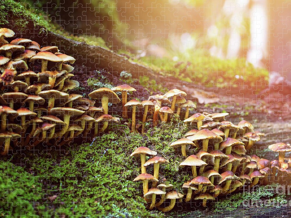 Autumn Jigsaw Puzzle featuring the photograph Clumps of honey fungus, armillaria, on a rotting tree in the New by Jane Rix