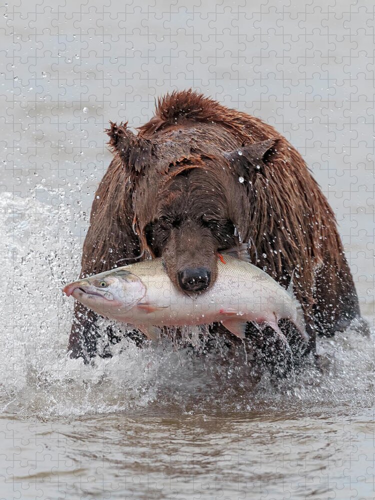 Coastal Jigsaw Puzzle featuring the photograph Coastal Brown Bear with Salmon III by Gary Langley
