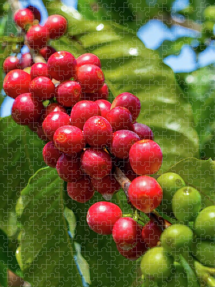 Coffee Jigsaw Puzzle featuring the photograph Coffee on the Vine by Denise Bird