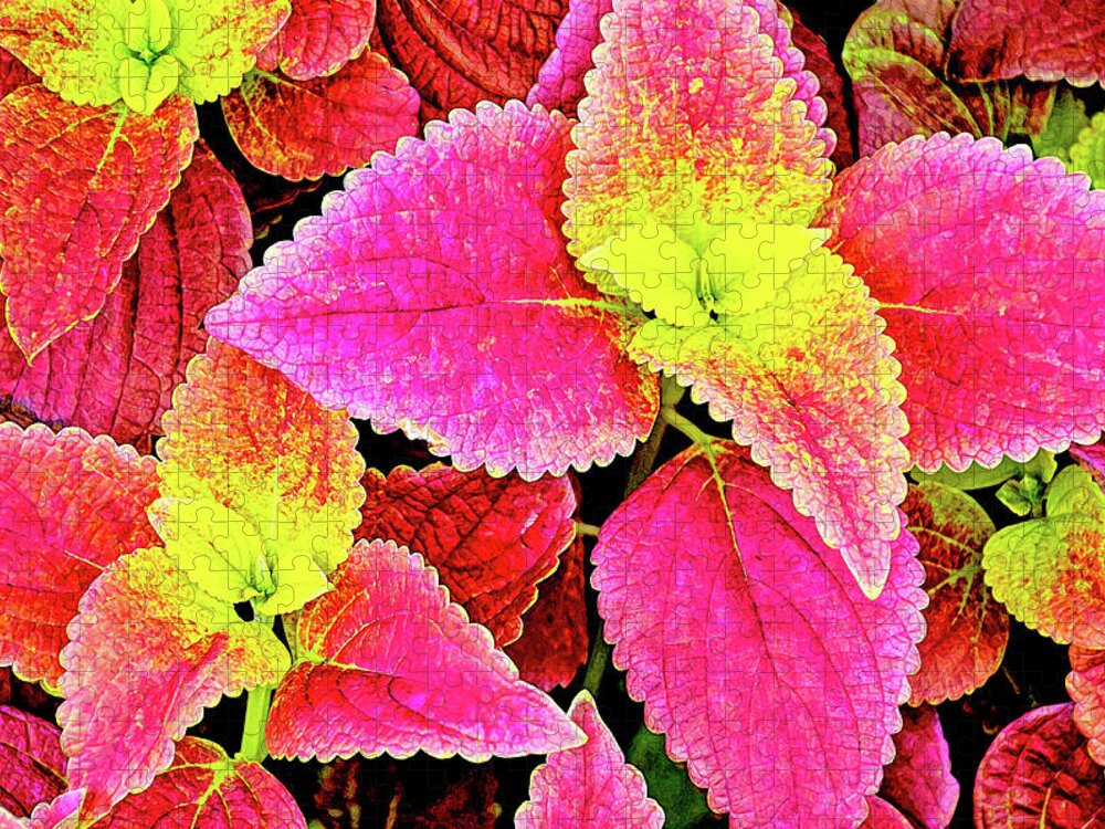 David Lawson Photography Jigsaw Puzzle featuring the photograph Coleus colorfulius by David Lawson