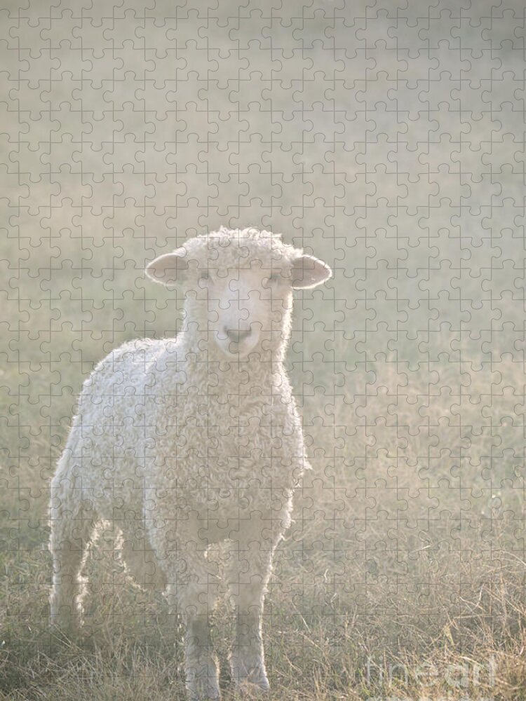 Colonial Williamsburg Jigsaw Puzzle featuring the photograph Colonial Sheep in Soft Light by Rachel Morrison