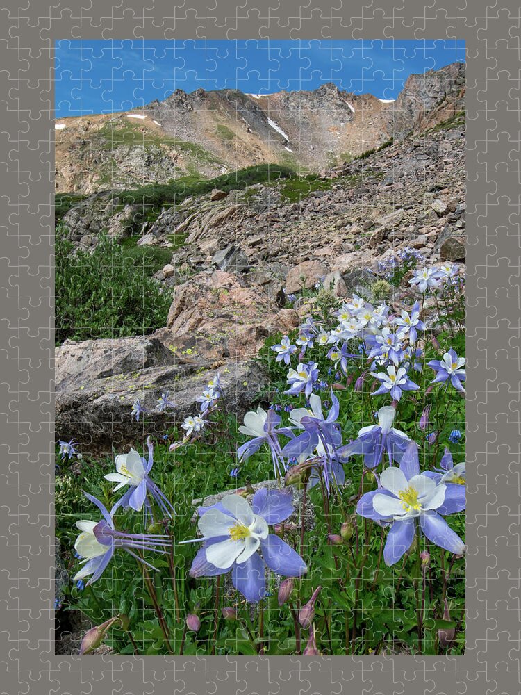 Colorado Jigsaw Puzzle featuring the photograph Colorado Columbine in the Alpine by Cascade Colors