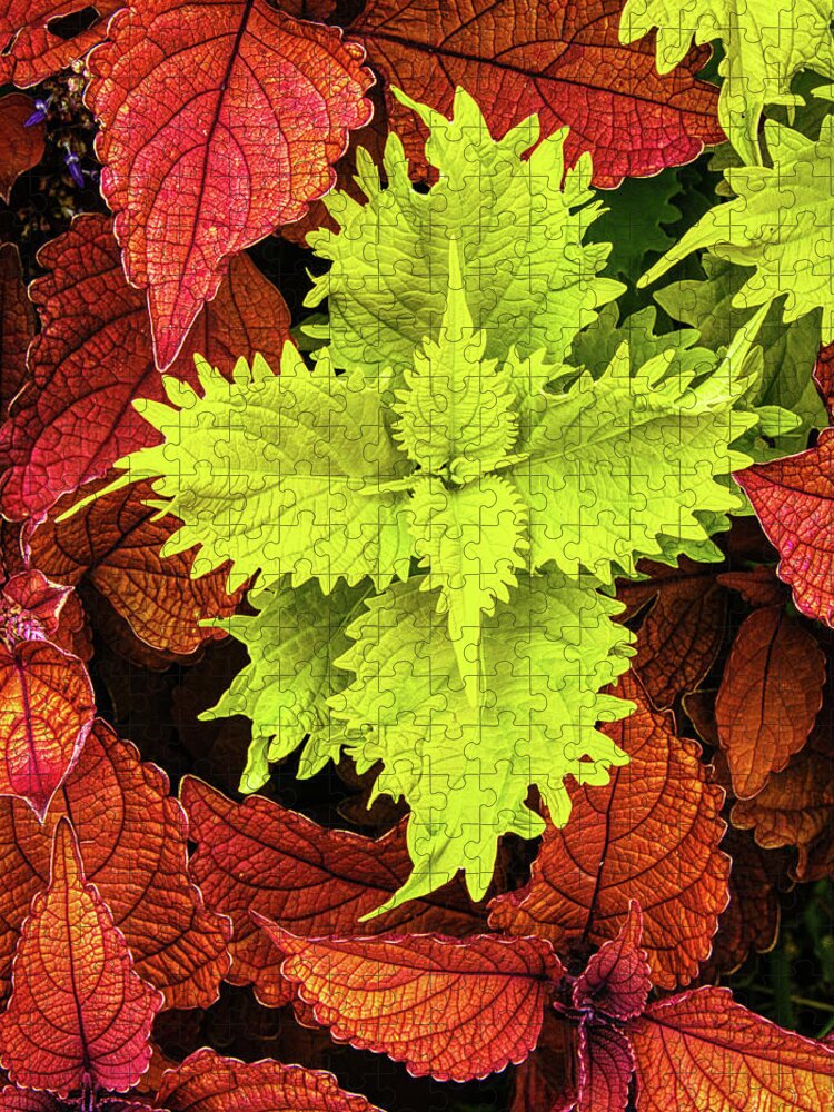 Deep Cut Gardens Jigsaw Puzzle featuring the photograph Colorful Coleus by Gary Slawsky