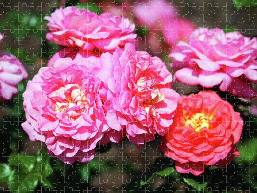 Flower Jigsaw Puzzle featuring the photograph Colorful Roses by Cynthia Guinn