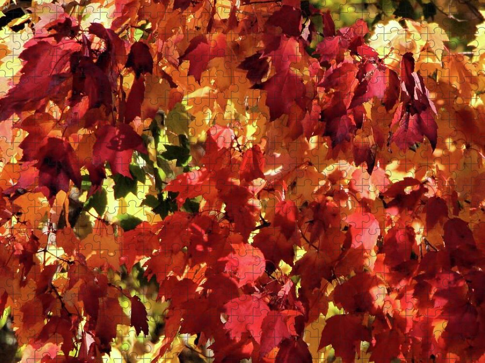 Fall Leaves Jigsaw Puzzle featuring the photograph Colors of Fall, Square by Sandra Huston