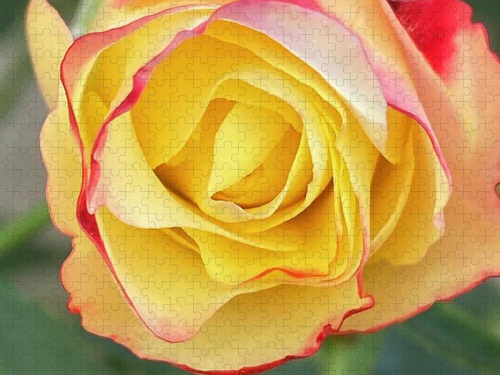 Beautiful Rose Jigsaw Puzzle featuring the digital art Colourful Rose by Mariam Bazzi