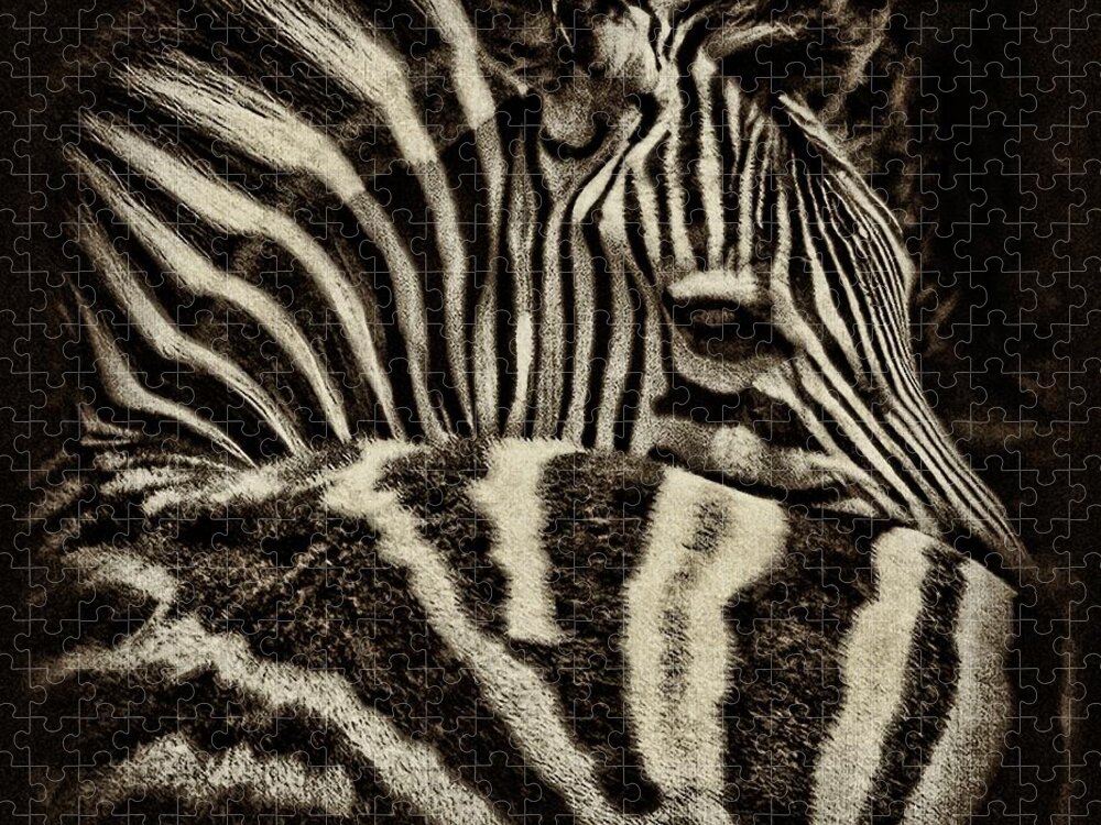 Zebra Jigsaw Puzzle featuring the photograph Comfort by Andrew Paranavitana