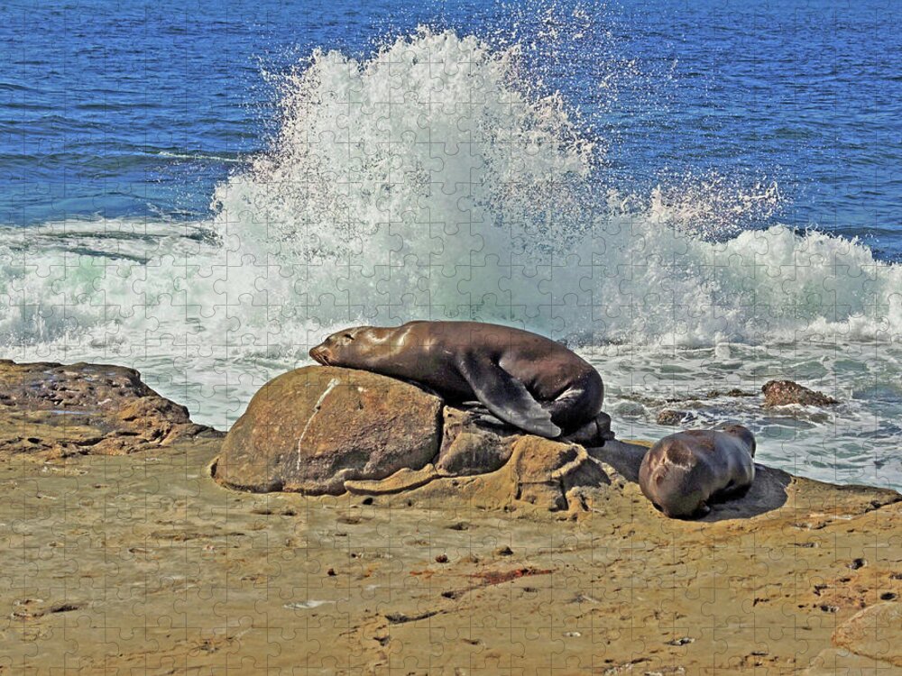Seal Jigsaw Puzzle featuring the photograph Comfort of the Boulder by Lynda Lehmann