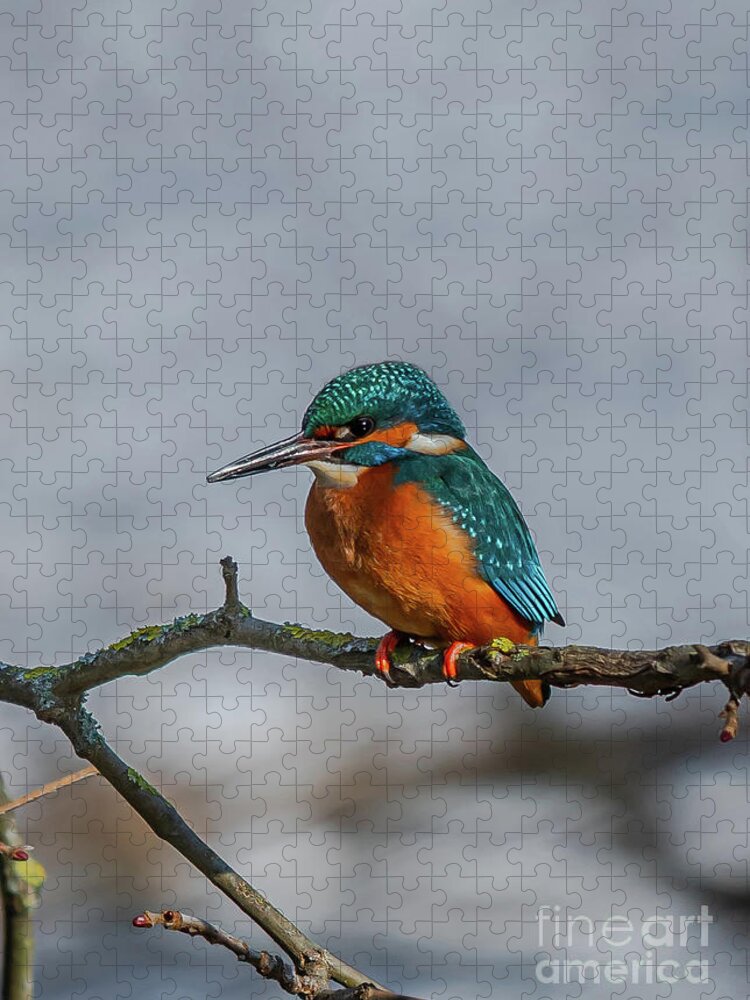 Kingfisher Jigsaw Puzzle featuring the photograph Common Kingfisher, Acedo Atthis, Sits On Tree Branch Watching For Fish by Andreas Berthold