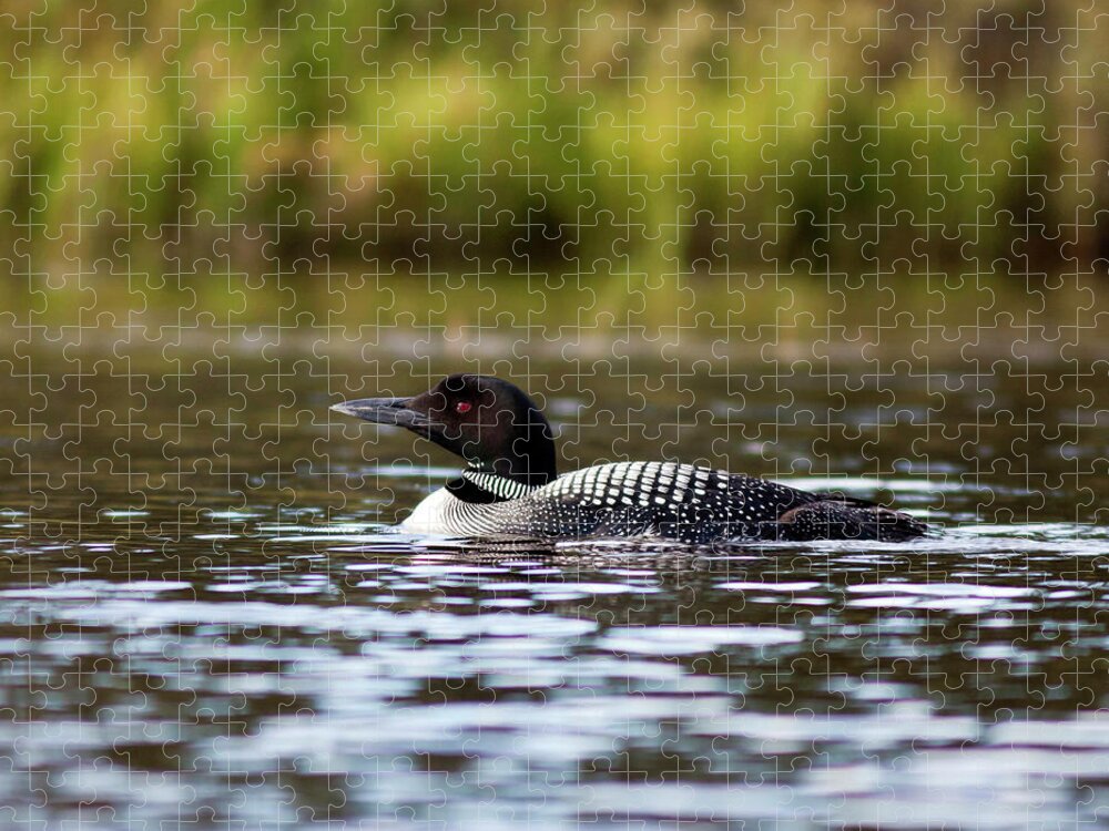 Lake Jigsaw Puzzle featuring the photograph Common Loon by John Rowe