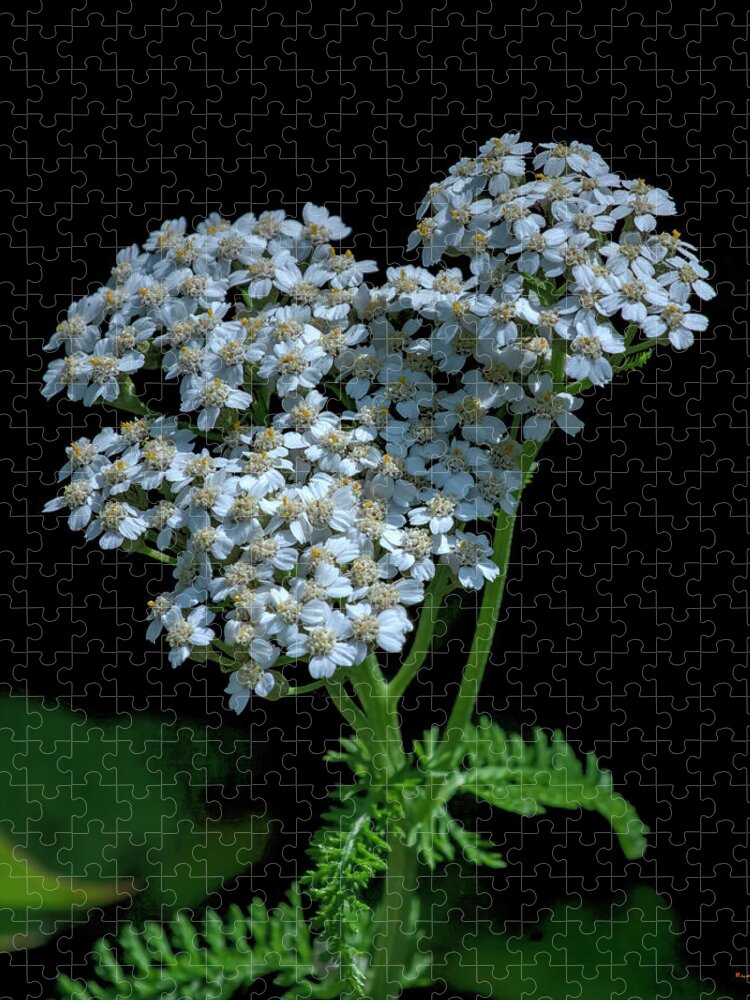 Common Yarrow Jigsaw Puzzle featuring the photograph Common Yarrow DFL1350 by Gerry Gantt