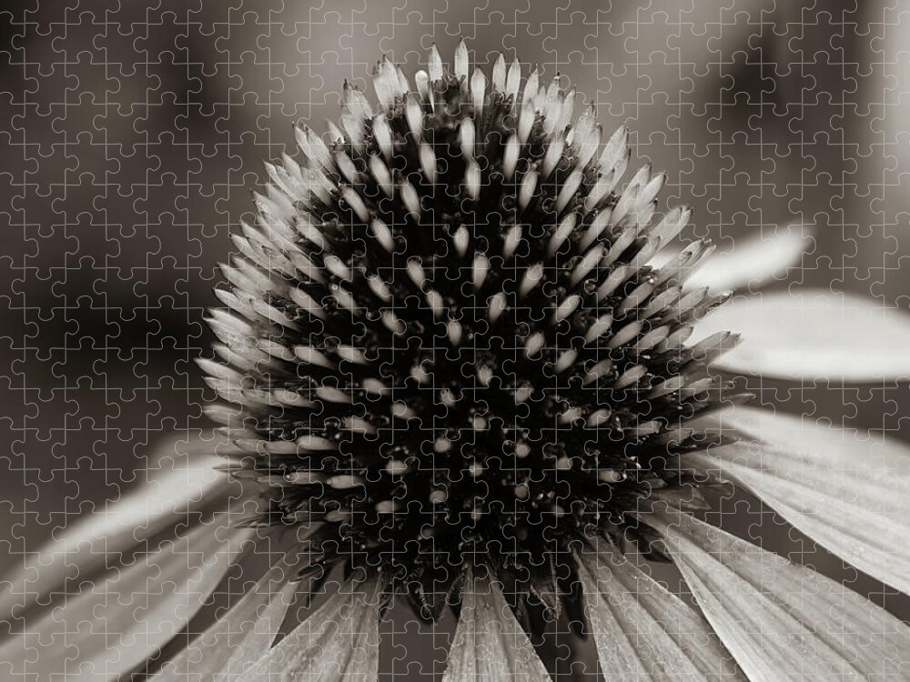 Flower Jigsaw Puzzle featuring the photograph Cone Black and White - 1 by John Kirkland
