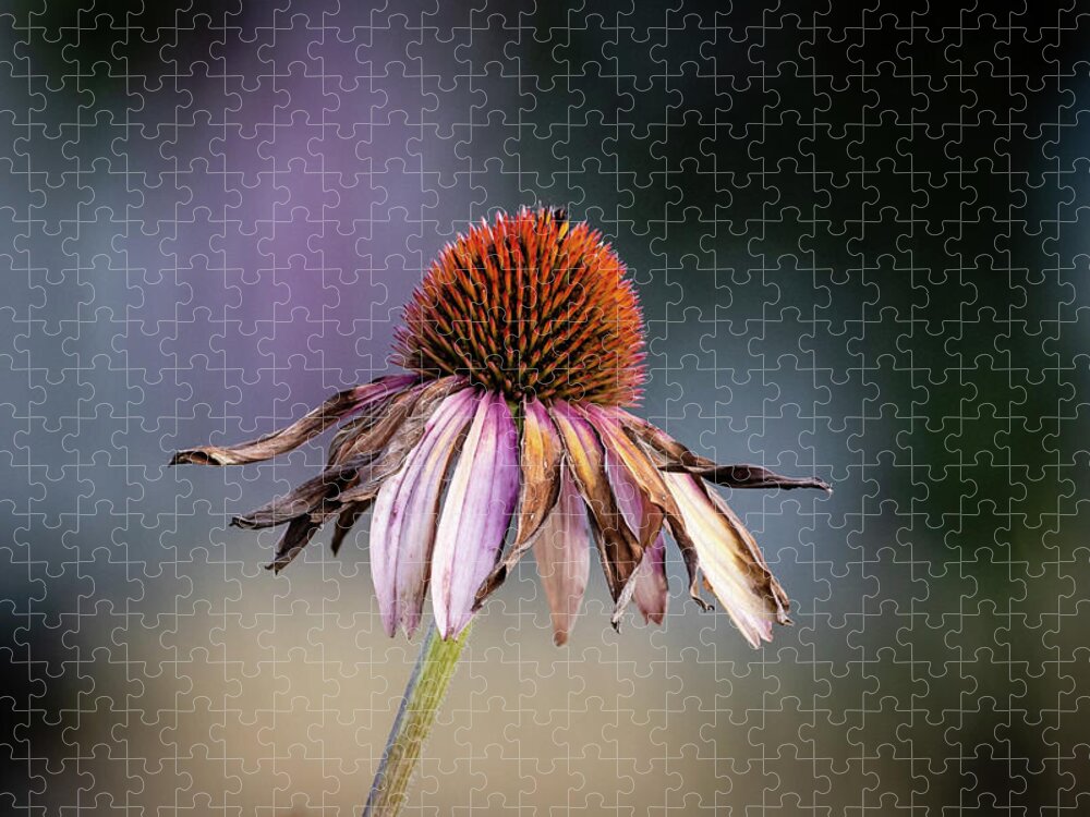 Autumn Jigsaw Puzzle featuring the photograph Coneflower in Autumn by Craig A Walker