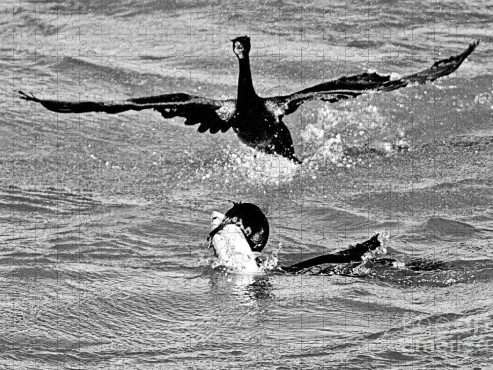 Conowingo Jigsaw Puzzle featuring the photograph Conowingo Cormorant FIsh Fight Black And White by Adam Jewell
