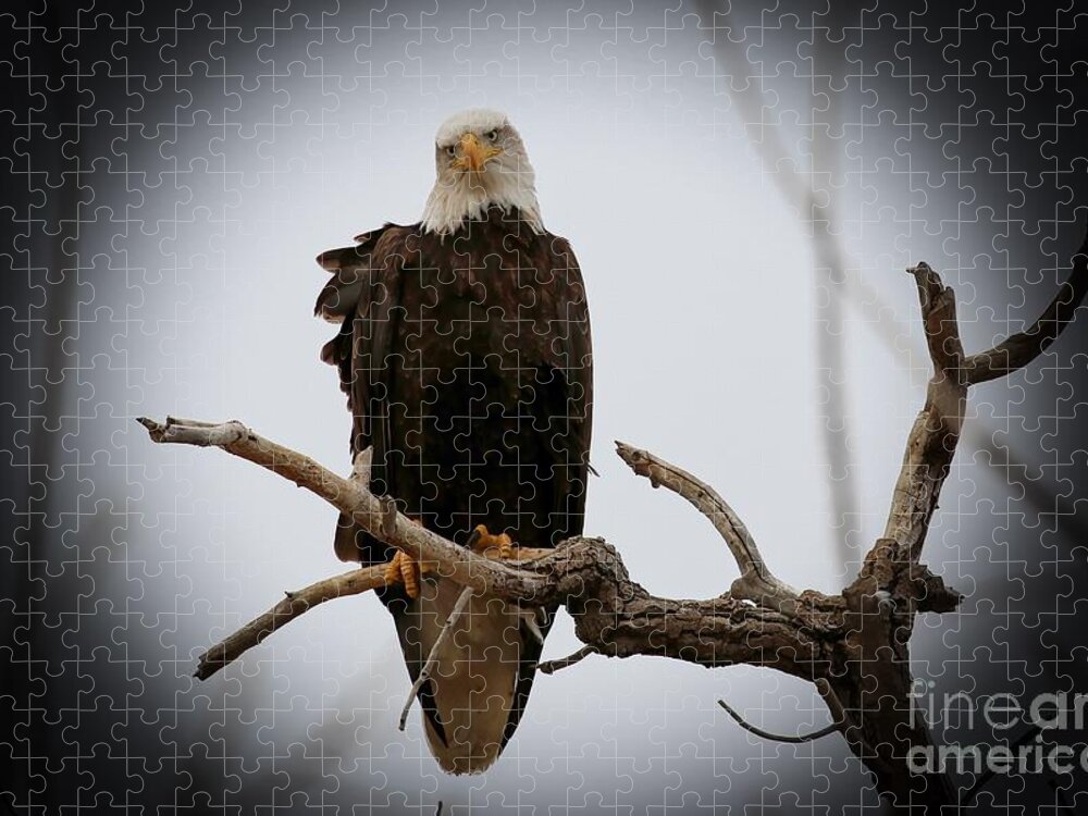 Eagles Jigsaw Puzzle featuring the photograph Contemplating by Veronica Batterson