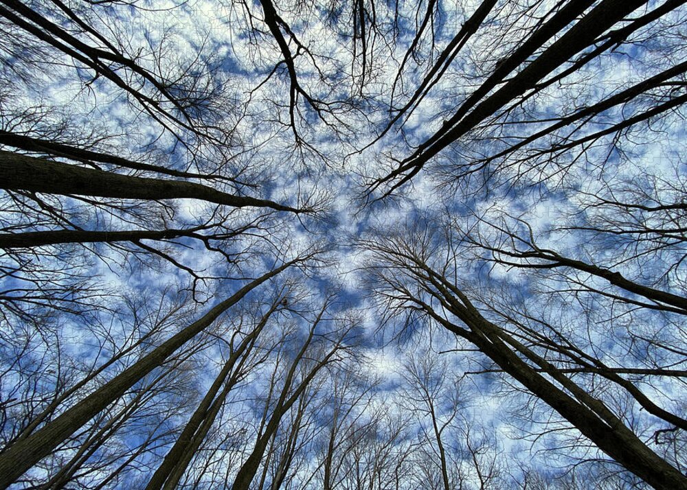 Forest Jigsaw Puzzle featuring the photograph Convergence of the Elders - 2 of 3 - Straight up view in forest with altocumulus clouds by Peter Herman