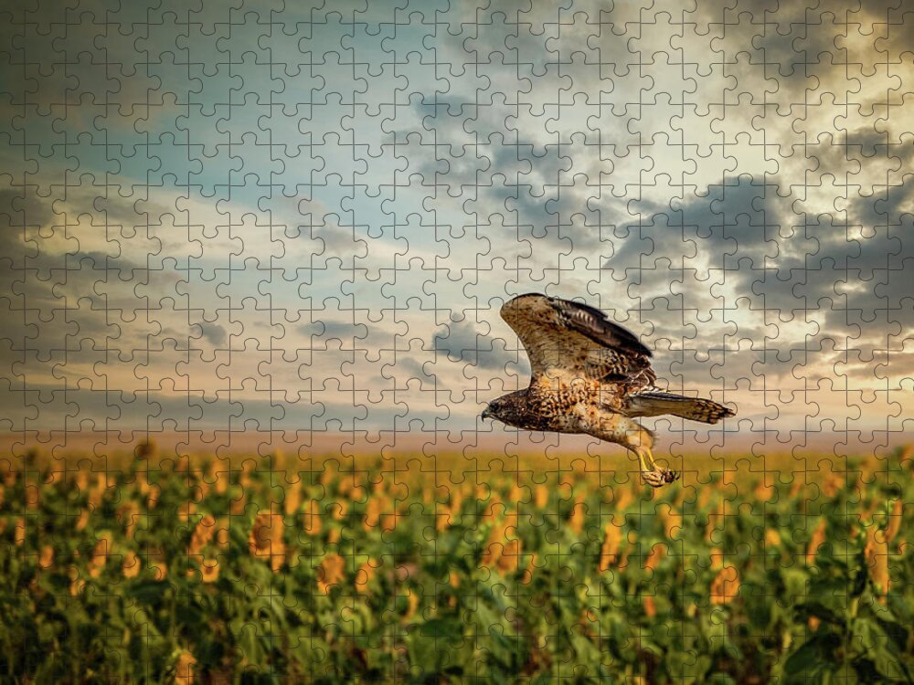 Hawk Jigsaw Puzzle featuring the photograph Coopers Hawk in Flight by Kevin Schwalbe