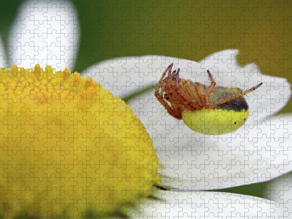  Six Spotted Orb Weaver Jigsaw Puzzle featuring the photograph Copycat by Jennifer Robin