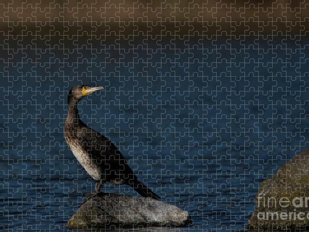 Bird Jigsaw Puzzle featuring the photograph Cormorant perched by Baggieoldboy
