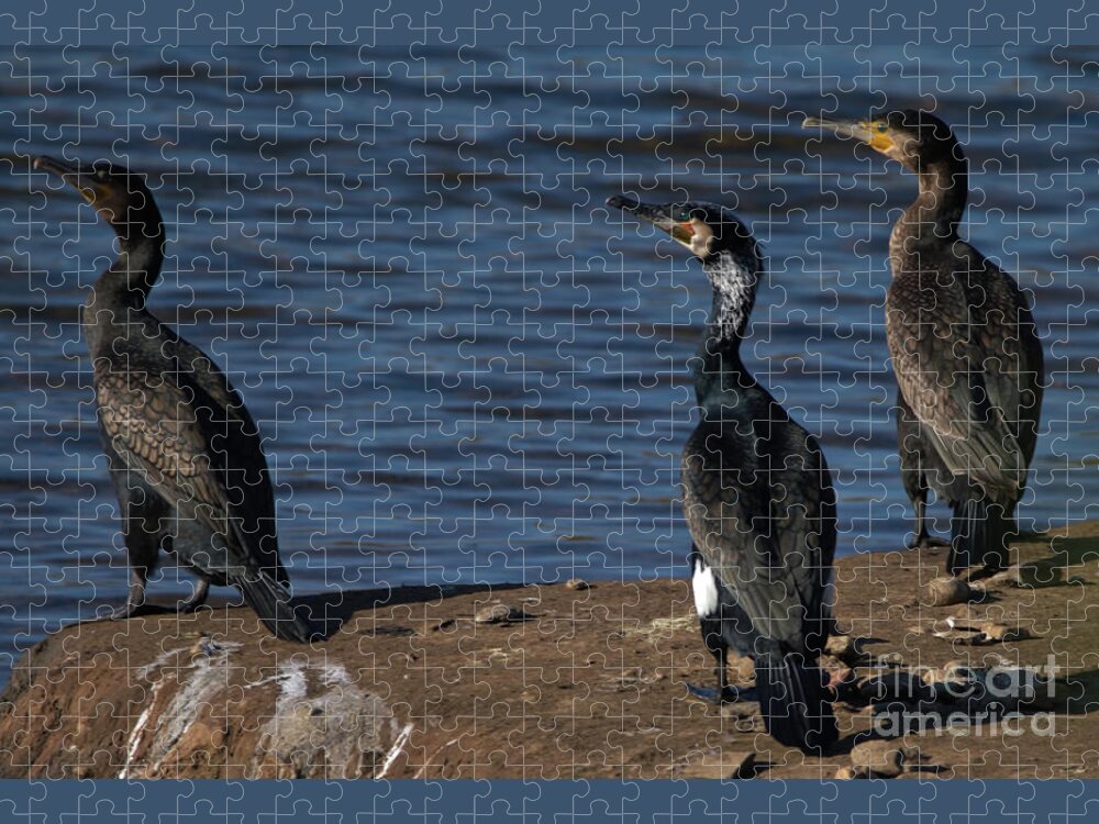 Feathers Jigsaw Puzzle featuring the photograph Cormorants resting by Baggieoldboy