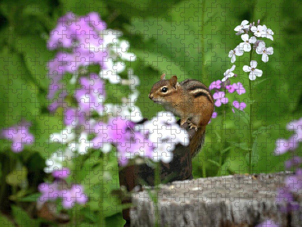 Rhododendron Jigsaw Puzzle featuring the photograph Cornell Botanic Garden Curious Chipmunk by Mindy Musick King