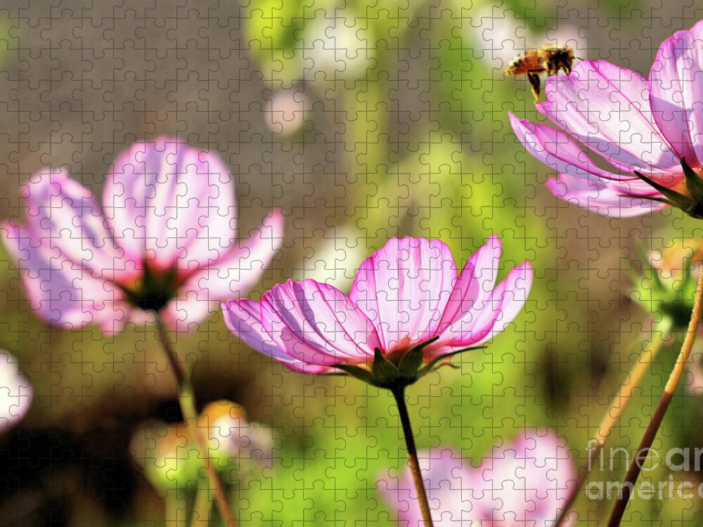 Cosmo Jigsaw Puzzle featuring the photograph Cosmos aka Mexican Aster by Vivian Krug Cotton