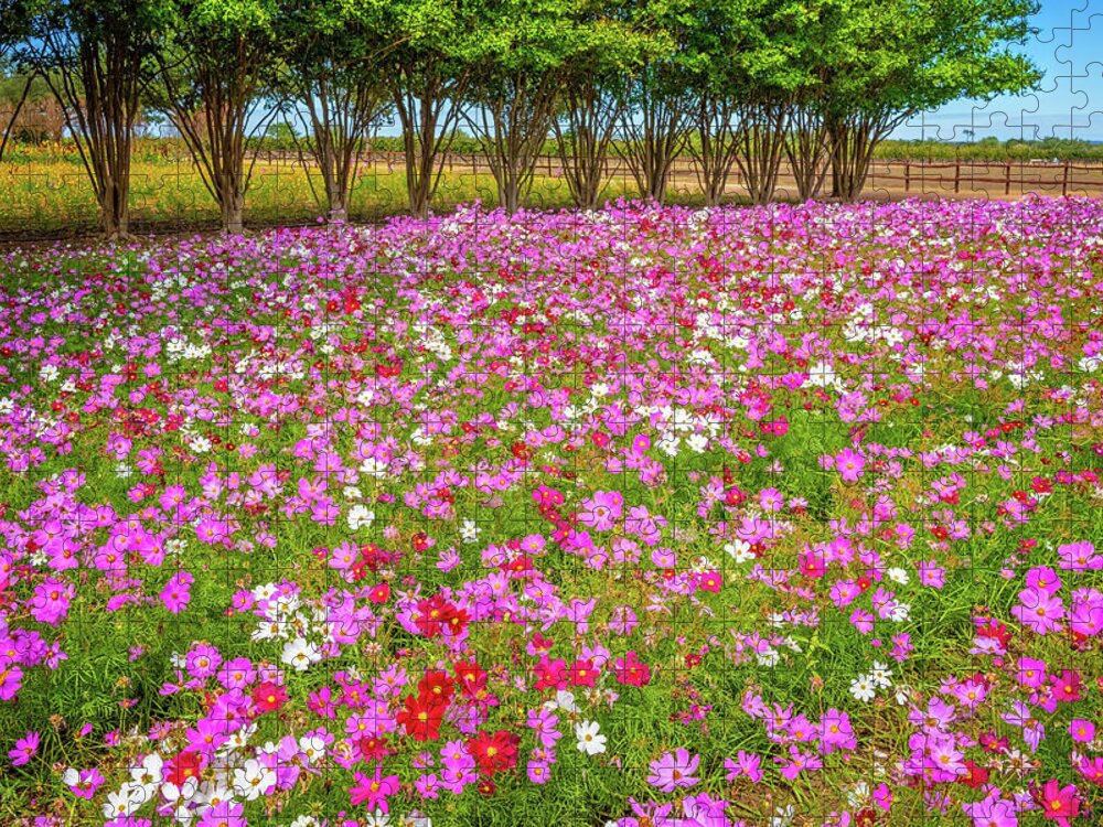 Texas Hill Country Jigsaw Puzzle featuring the photograph Cosmos Daydream by Lynn Bauer