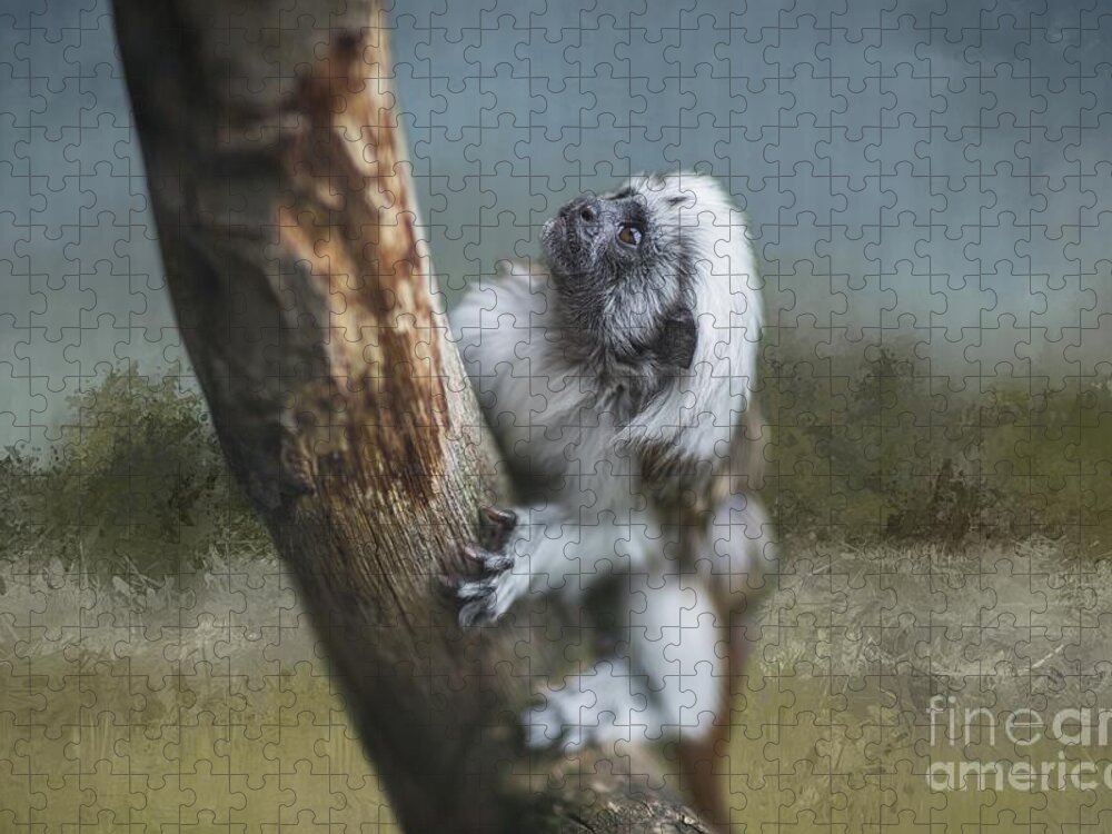 Cotton-top Tamarin Jigsaw Puzzle featuring the photograph Cotton-Top Tamarin3 by Eva Lechner
