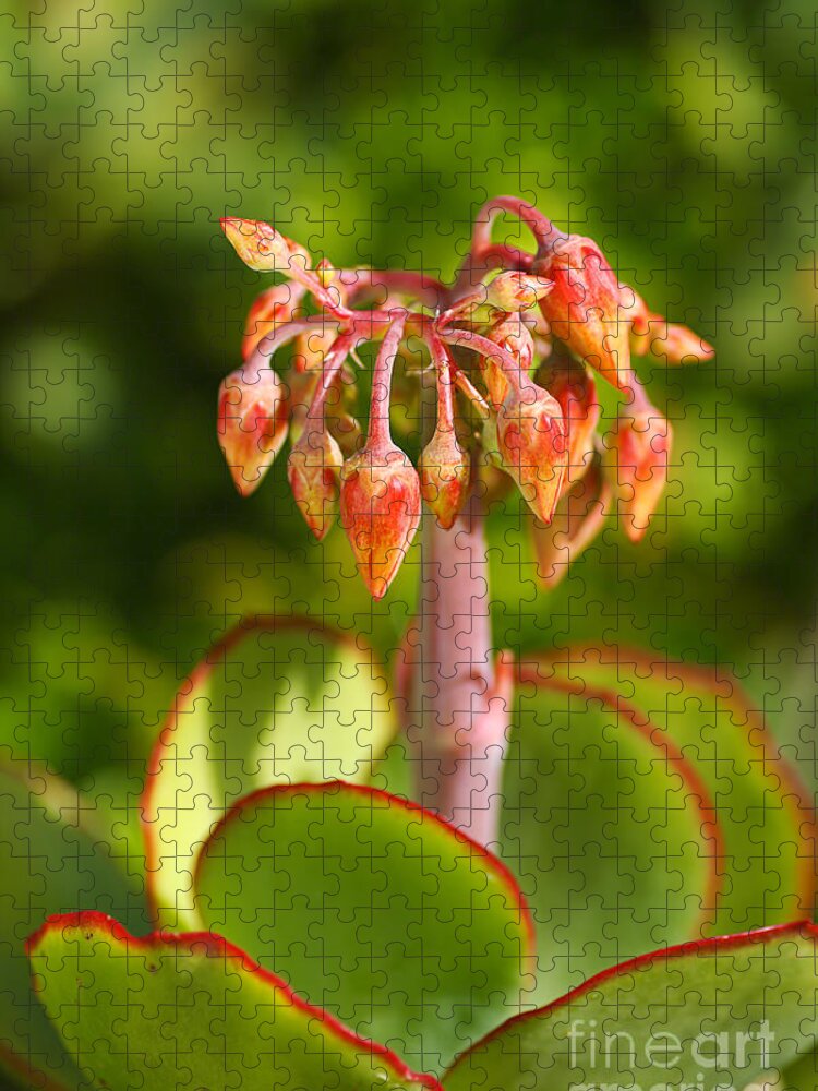 Succulent With Buds Jigsaw Puzzle featuring the photograph Cotyledon Macrantha Succulent by Joy Watson