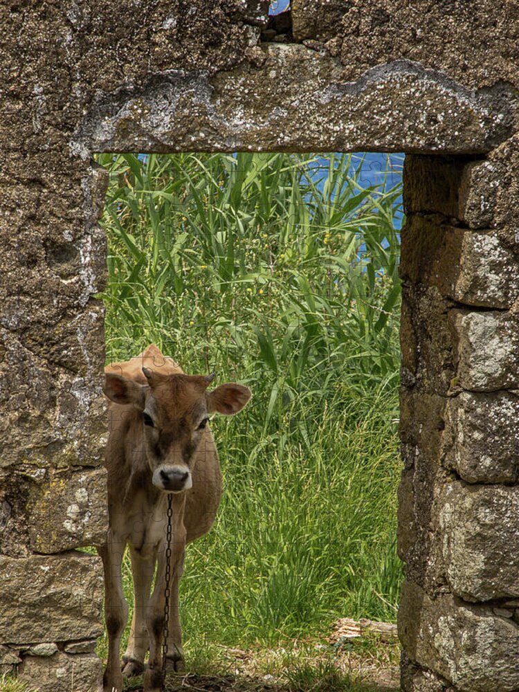 Cow Jigsaw Puzzle featuring the photograph Cow Came Home by Denise Kopko