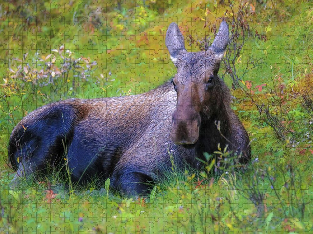 Cow Moose In Field Jigsaw Puzzle featuring the photograph Cow Moose In Field by Dan Sproul