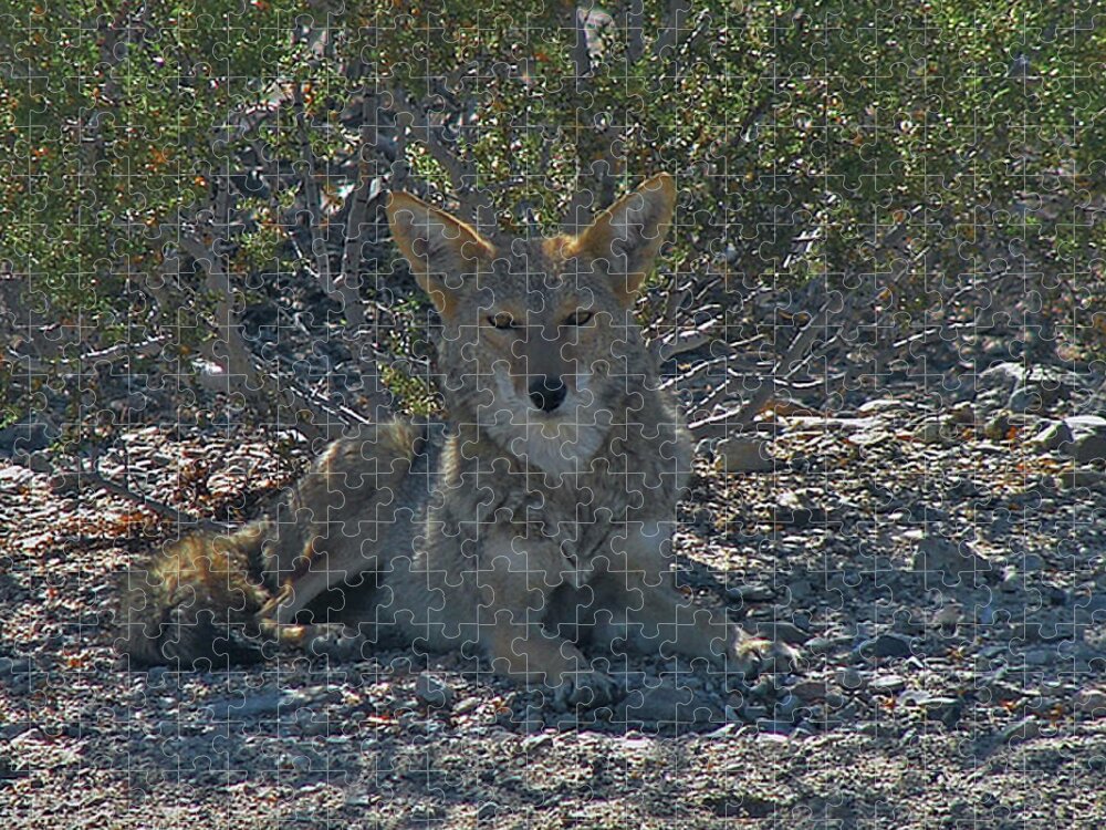 Coyote Jigsaw Puzzle featuring the photograph Coyote 2 by Carl Moore