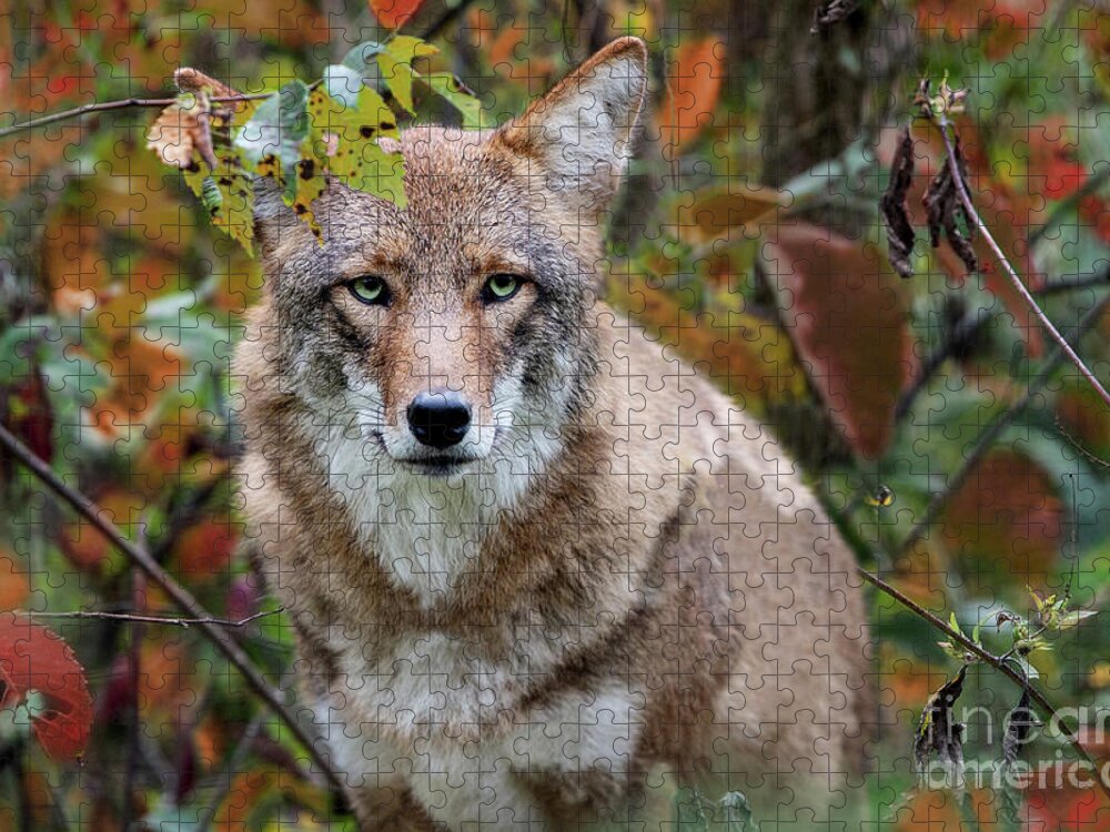Red Wolf Sanctuary Jigsaw Puzzle featuring the photograph Coyote Attention by Ed Taylor