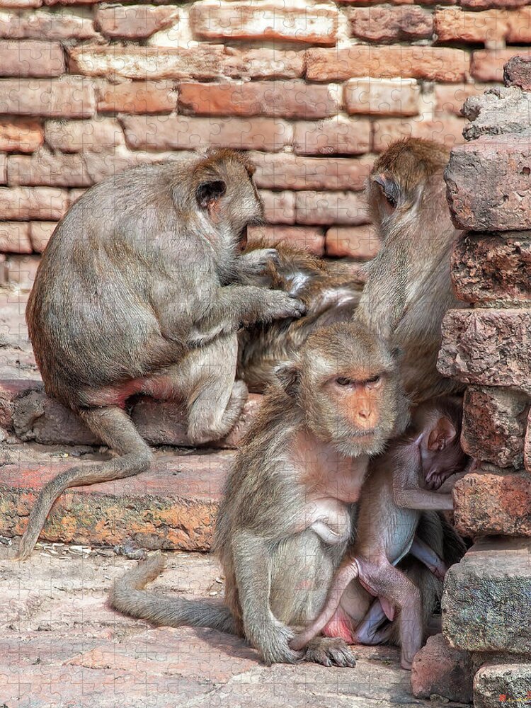 Scenic Jigsaw Puzzle featuring the photograph Crab-eating Macaques Mother and Infant DTHN0283 by Gerry Gantt