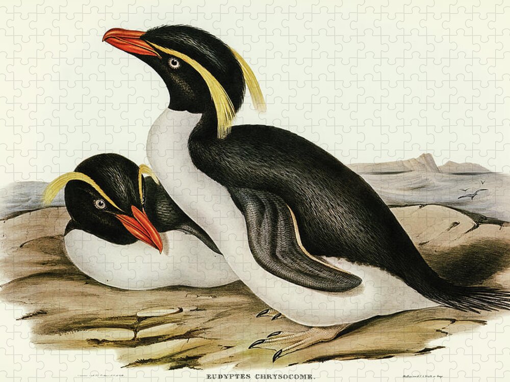 Crested Penguin Jigsaw Puzzle featuring the drawing Crested Penguin, Eudyptes chrysocome by John Gould