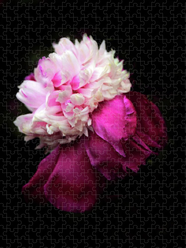 Peony Jigsaw Puzzle featuring the photograph Crimson Confection by Jessica Jenney