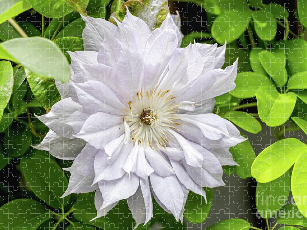 Clematis Jigsaw Puzzle featuring the photograph Crisp White Clematis by Elizabeth Dow