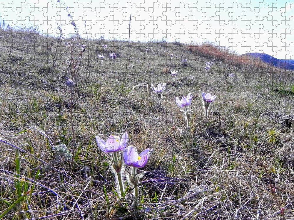 Crocus Jigsaw Puzzle featuring the photograph Crocuses by Amanda R Wright