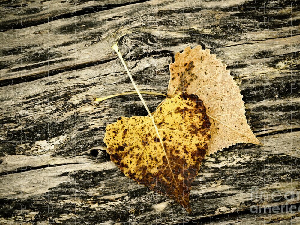 Fall Jigsaw Puzzle featuring the photograph Crossed Paths LE8923 by Mark Graf