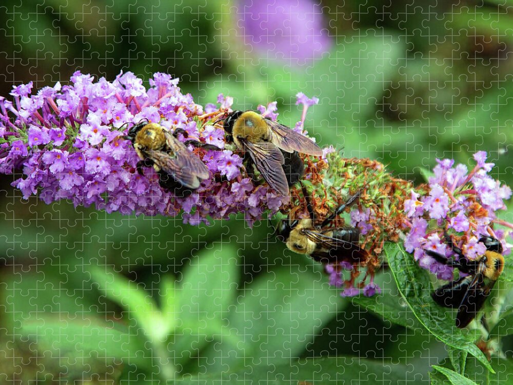 Bee Jigsaw Puzzle featuring the photograph Crowded Table by Gina Fitzhugh