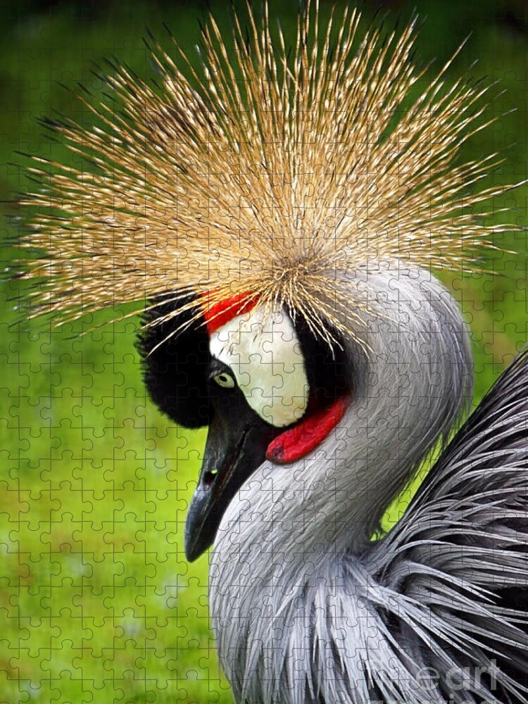 Exotic Jigsaw Puzzle featuring the photograph Crowned Crane by Ellen Cotton