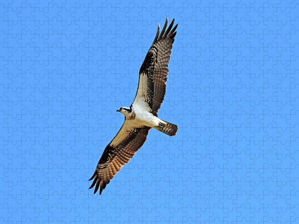 Osprey Jigsaw Puzzle featuring the photograph Cruising Osprey by Debbie Oppermann